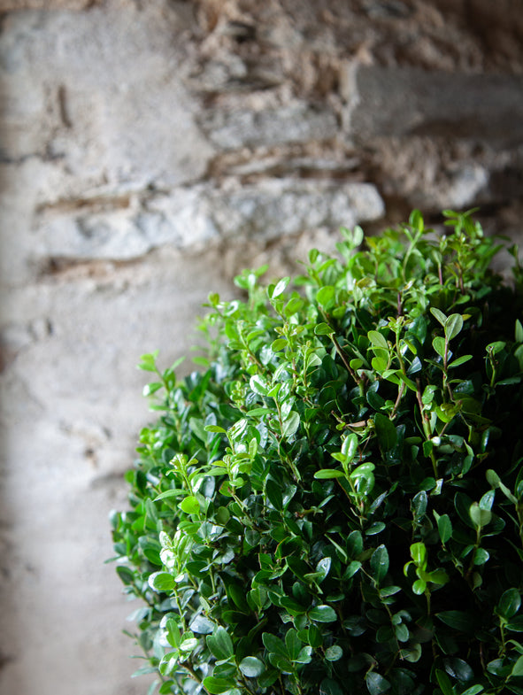 Ilex Dome - Medium - 30cm